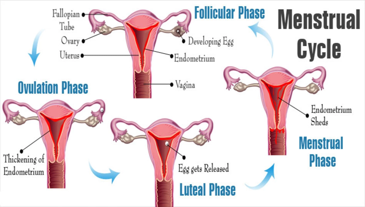 The Impact of Levothyroxine on Menstrual Cycle: What Women Should Know