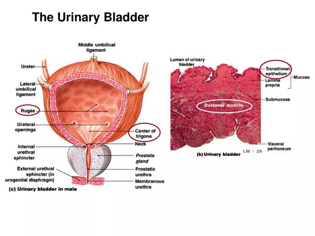 The role of diet and hydration in managing bladder and urinary incontinence symptoms