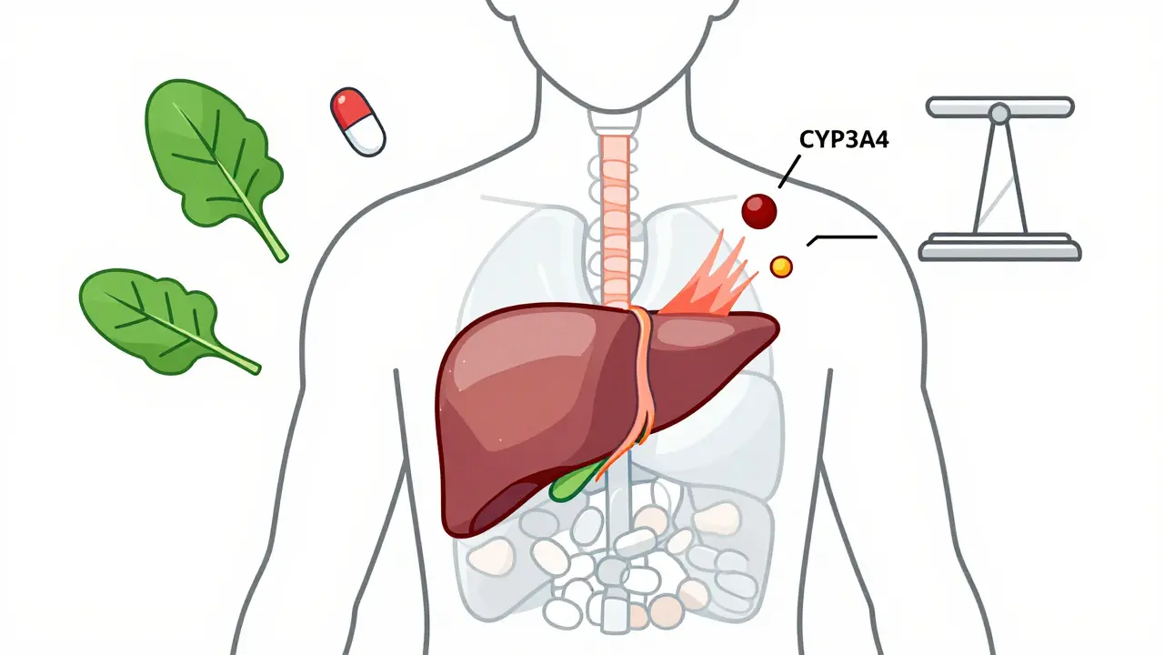Transparent body showing grapefruit juice blocking liver enzymes, drug flooding bloodstream